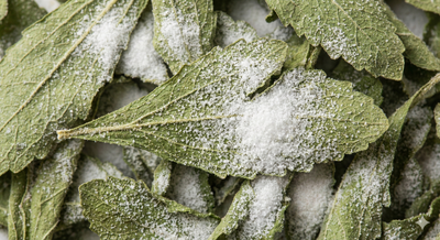 Stevia